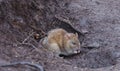 Wild rat is sitting in a ground burrow Royalty Free Stock Photo