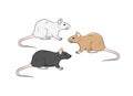Wild Rat Vector Illustration Royalty Free Stock Photo