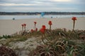 Wild Red Aloe Vera Cactus Blossom with a background of an early morning beach Royalty Free Stock Photo