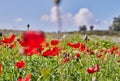 Wild red anemone flowers bloom among the green grass in the meadow. Gorgeous spring blooming landscape in the reserve of Royalty Free Stock Photo