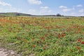 Wild red anemone flowers bloom among the green grass in the meadow. Gorgeous spring blooming landscape in the reserve of Royalty Free Stock Photo