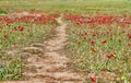 Wild red anemone flowers bloom among the green grass in the meadow, path between them. Gorgeous spring blooming landscape in the Royalty Free Stock Photo