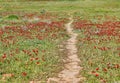 Wild red anemone flowers bloom among the green grass in the meadow, path between them. Gorgeous spring blooming Royalty Free Stock Photo