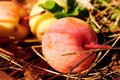 Wild red apple on ground. Ripe apple windfall closeup