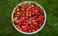 Wild red apples on the grass