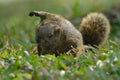 Red-bellied tree squirrel