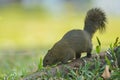 Red-bellied tree squirrel Royalty Free Stock Photo