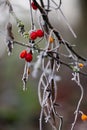 Wild red berries covered with hoar frost on a cold winters day Royalty Free Stock Photo