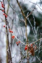 Wild red berries covered with hoar frost on a cold winters day Royalty Free Stock Photo