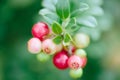Wild red berries cowberry, foxberry, lingonberry with leaves closeup. Raw, organic materials fro skincare Royalty Free Stock Photo