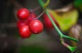 The wild red berries in the forest. The fall time