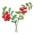 Wild red berries watercolor hand drawn botanical realistic illustration. Forest cranberry, cowberry branch isolated on white