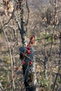 Wild red berries in winter of Ribes alpinum in vertical