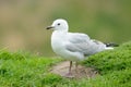 Red-billed Gull portrait in Otago Royalty Free Stock Photo