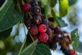 Wild red and black berries growing on the branch in the forest Royalty Free Stock Photo