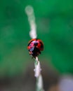 Wild red bug in the plant , wildlife photography nature,beettle Royalty Free Stock Photo