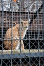 Wild red cat in a cage at the zoo selective Royalty Free Stock Photo