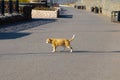 wild red cat with torn off short tail walks along sidewalk. Homeless animal cat