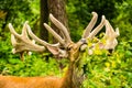 Wild red deer in the forest