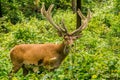 Wild red deer in the forest