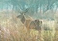 Wild red deer in Mesola Nature Reserve Park, Ferrara, Italy - This is an autochthonous protected species, Mesola Deer, the last in