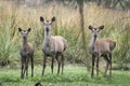 Wild red deer in Mesola Nature Reserve Park, Ferrara, Italy - This is an autochthonous protected species, Mesola Deer, the last in