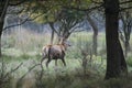 Wild red deer in Mesola Nature Reserve Park, Ferrara, Italy - This is an autochthonous protected species, Mesola Deer, the last in