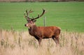 Wild Red deer stag in Bushy Park Royalty Free Stock Photo