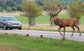 Red deer stag crossing road by carstock, photo, photograph, image, picture Royalty Free Stock Photo