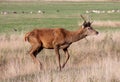 Wild Red deer stag in Bushy Park Royalty Free Stock Photo