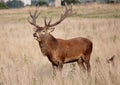 Wild Red deer stag in Bushy Park Royalty Free Stock Photo