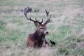 Red deer stag with antlers sitting in Bushy Park England Royalty Free Stock Photo