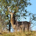 Wild red deer stag looking towards the camera Royalty Free Stock Photo