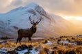 A wild red deer stag in a Scottish Highlands