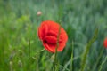 Wild red field flowers