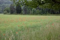 Wild red field flowers