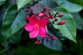 Wild red flower blooming bright collourful in outdoor look cute flower