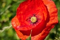 Wild red flower, poppy, Papaver rhoeas with green background macro photography Royalty Free Stock Photo