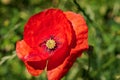 Wild red flower, poppy, Papaver rhoeas with green background macro photography Royalty Free Stock Photo