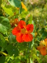 wild red flower in spring with green leaves blur background close up Royalty Free Stock Photo