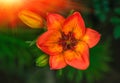 Wild red flower at sunset Royalty Free Stock Photo