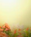 Wild red flowers and green grass Royalty Free Stock Photo