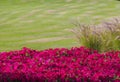 Wild red flowers Green grass lawn during sunset. Wheat germ in the field red flower Royalty Free Stock Photo