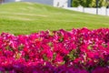 Wild red flowers Green grass lawn during sunset. Wheat germ in the field red flower Royalty Free Stock Photo