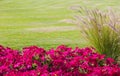 Wild red flowers Green grass lawn during sunset. Wheat germ in the field red flower Royalty Free Stock Photo