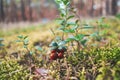 wild red forest berries blueberries beautiful summer autumn landscape details nature Royalty Free Stock Photo