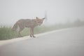 Wild red fox attempting to cross a road in foggy weather.