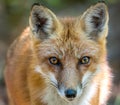 Wild Red Fox Close up Facial Portrait Royalty Free Stock Photo