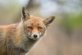 Wild red fox cub portrait Royalty Free Stock Photo