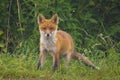 Wild red fox cub, vulpes vulpes, playing in front of nest Royalty Free Stock Photo